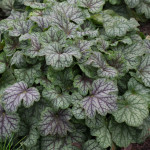 <em>Heuchera</em> 'Green Spice' 03/12/2015