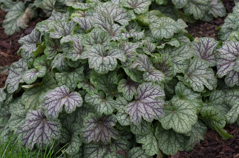 Heuchera 'Green Spice' 03/12/2015