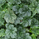 <em>Heuchera</em> 'Mer de marbre' 03/12/2015