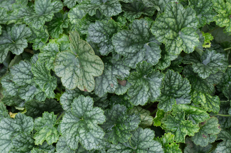 Heuchera 'Mer de marbre' 03/12/2015