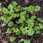 <em>Heuchera</em> 'Mer de marbre' 24/03/2017