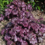 <em>Heuchera</em> 'Plum Royale' 22/04/2018