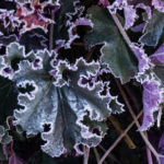 <em>Heuchera</em> 'Purple Petticoats' 04/01/2019