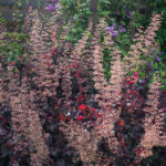 <em>Heuchera</em> 'Purple Petticoats' 16/06/2021