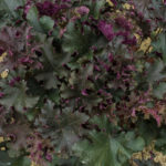 <em>Heuchera</em> 'Purple Petticoats' 18/09/2016