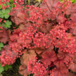 <em>Heuchera x</em> 'Cherry Cola' 06/05/2020