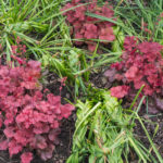 <em>Heuchera x</em> 'Cherry Cola' 13/05/2021