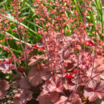 <em>Heuchera x</em> 'Cherry Cola' 26/04/2020