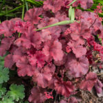 <em>Heuchera x</em> 'Cherry Cola' 28/04/2022