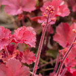 <em>Heuchera x</em> 'Cherry Cola' 29/04/2021