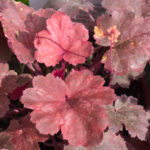 <em>Heuchera x</em> 'Cherry Cola' 31/08/2018