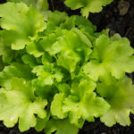 <em>Heuchera x</em> 'Lime Marmalade' 12/06/2021