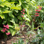 <em>Heuchera</em> ‘Pluie de Feu’ 12/05/2024