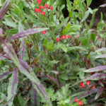 <em>Heuchera</em> ‘Pluie de Feu’ 12/05/2024