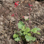 <em>Heuchera</em> ‘Pluie de Feu’ 28/03/2023