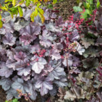 <em>Heuchera</em> ‘Silver Gumdrop’ 12/05/2024