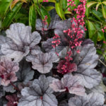 <em>Heuchera</em> ‘Silver Gumdrop’ 25/06/2022