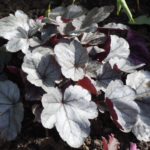 <em>Heuchera</em> ‘Silver Gumdrop’ 27/09/2021