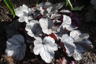 Juste plantée au pied du Cornus de H.-K.