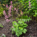 <em>Heucherella</em> 'Pink Revolution' 28/04/2019