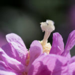 <em>Hibiscus syriacus</em> 'Lavender Chiffon' 04/09/2021