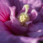 <em>Hibiscus syriacus</em> 'Lavender Chiffon' 11/08/2016