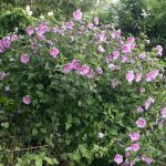 <em>Hibiscus syriacus</em> 'Lavender Chiffon' 19/07/2025