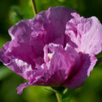 <em>Hibiscus syriacus</em> Lavender Chiffon