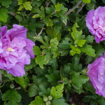 <em>Hibiscus syriacus</em> Lavender Chiffon 29/08/2014