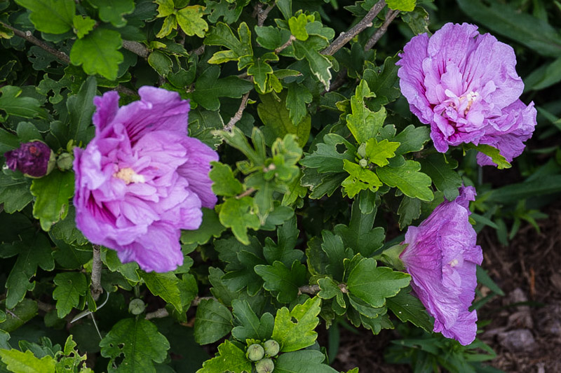 Hibiscus syriacus Lavender Chiffon 29/08/2014