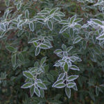 <em>Hoheria sexstylosa</em> 'Stardust' 01/01/2021