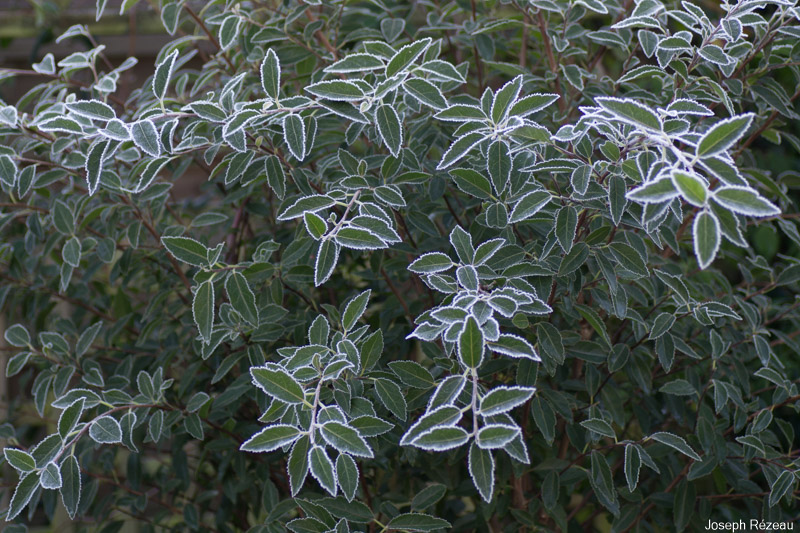 Givre du 1er janvier 2021