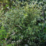 <em>Hoheria sexstylosa</em> 'Stardust' 01/07/2020
