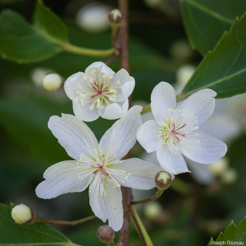 Gros plan sur les fleurs mi-juillet