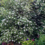 <em>Hoheria sexstylosa</em> 'Stardust' 28/07/2021