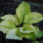 <em>Hosta</em> 'Coast to Coast' 13/07/2025