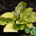 Première floraison mi-juin 2025