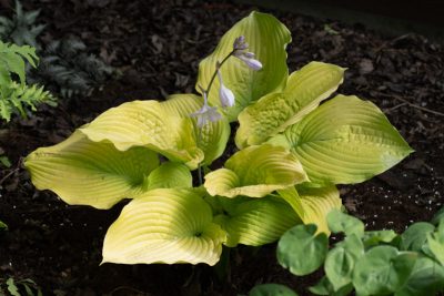 Première floraison mi-juin 2025