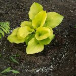 <em>Hosta</em> 'Coast to Coast' 23/05/2025