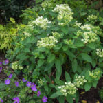 <em>Hydrangea paniculata</em> 'pastel green' 03/07/2018