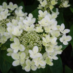 <em>Hydrangea paniculata</em> 'pastel green' 11/07/2018