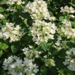 <em>Hydrangea paniculata</em> 'pastel green' 11/07/2018