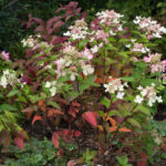 <em>Hydrangea paniculata</em> 'pastel green' 17/09/2017