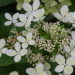 <em>Hydrangea paniculata</em> PASTELGREEN 24/07/2018