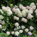 <em>Hydrangea paniculata</em> 'Sundae Fraise' 01/08/2021