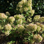 <em>Hydrangea paniculata</em> 'Sundae Fraise' 02/09/2015