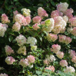 <em>Hydrangea paniculata</em> 'Sundae Fraise' 08/08/2021