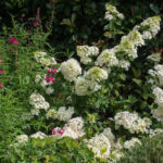 <em>Hydrangea paniculata</em> 'Sundae Fraise' 17/07/2018