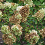 <em>Hydrangea paniculata</em> 'Sundae Fraise' 18/08/2022