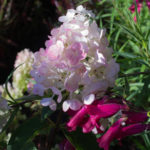<em>Hydrangea paniculata</em> 'Sundae Fraise' 21/08/2016